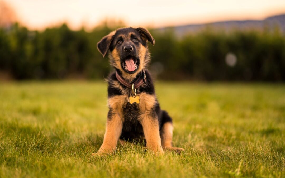 How to Prepare Your Home for a New German Shepherd Puppy