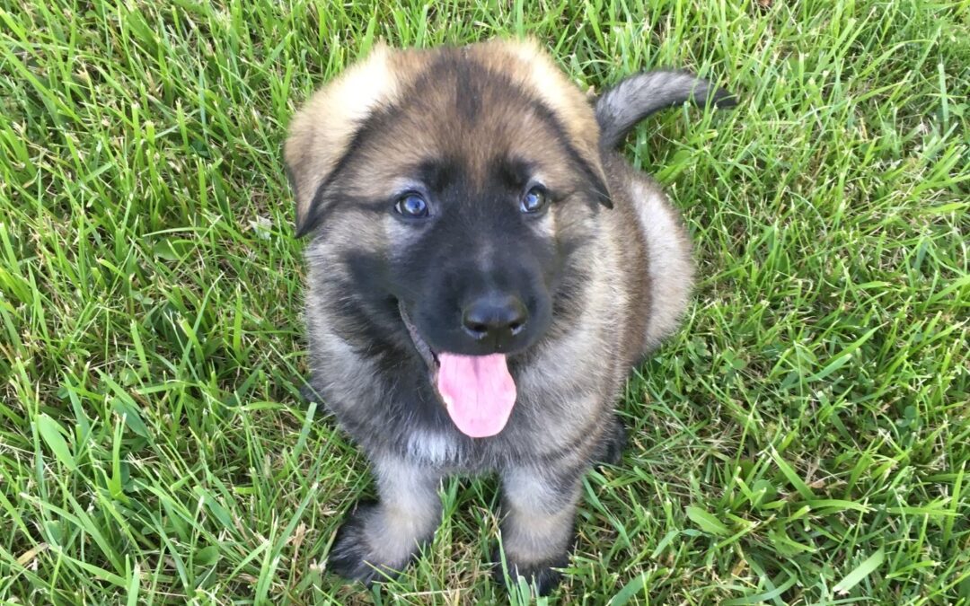How to Prepare Your Home for a New German Shepherd Puppy