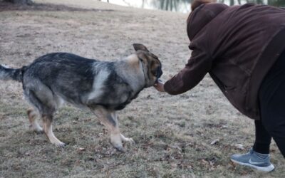 The Advantages of Owning a Straight Back German Shepherd as a Family Pet