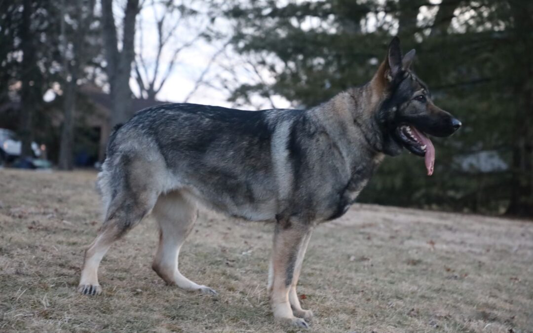 The Top 10 Traits of a Straight Back German Shepherd