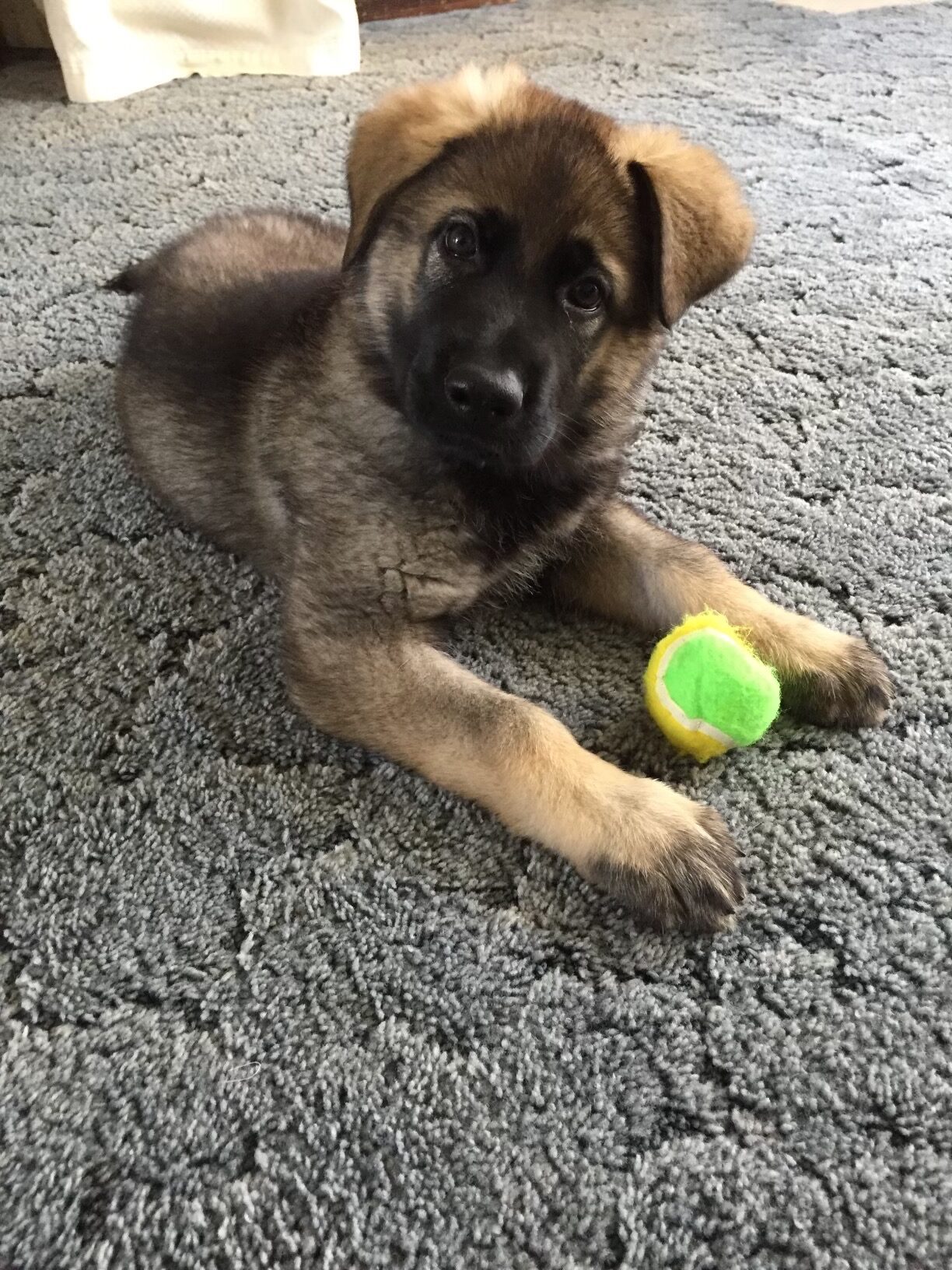 How to Prepare Your Home for a New German Shepherd Puppy - Lakeside ...